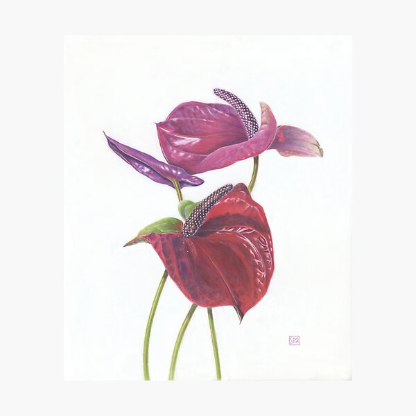 Anthurium Photographic Print