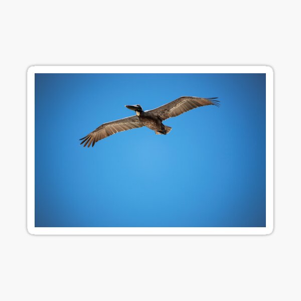 Pelican Inflight Sticker