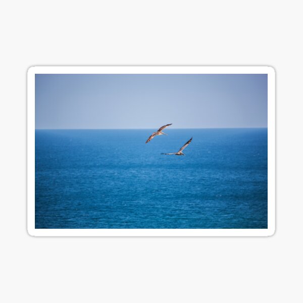 Two Pelicans In Flight Sticker