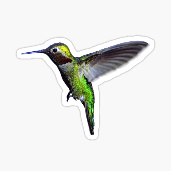 Item preview, Hummingbird Color Photo designed and sold by rikki57.