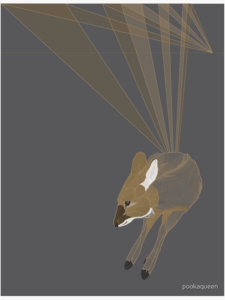 Japanese Water Deer Poster For Sale By Pookaqueen Redbubble