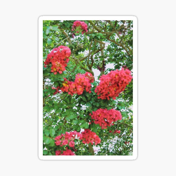 Crepe Myrtle XI Sticker