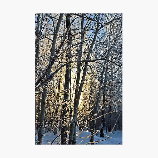 Artikelvorschau, Frosty Morning Beauty entworfen und verkauft von Betty MacRae.