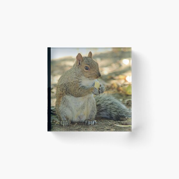 Item preview, squirrel designed and sold by Astralia.