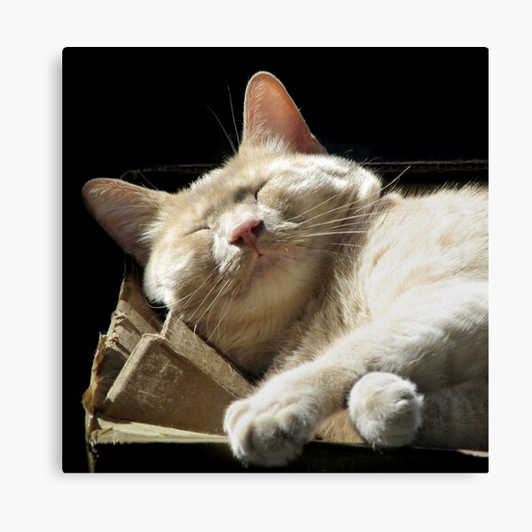 Funny Face Canvas Print