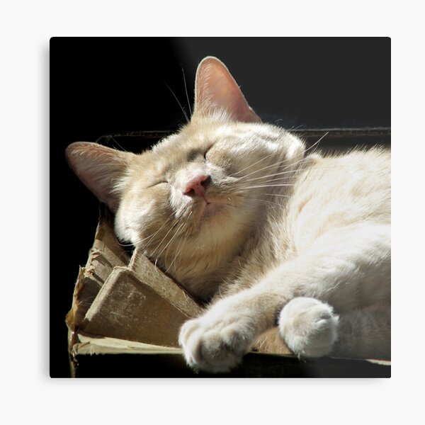 Funny Face Metal Print