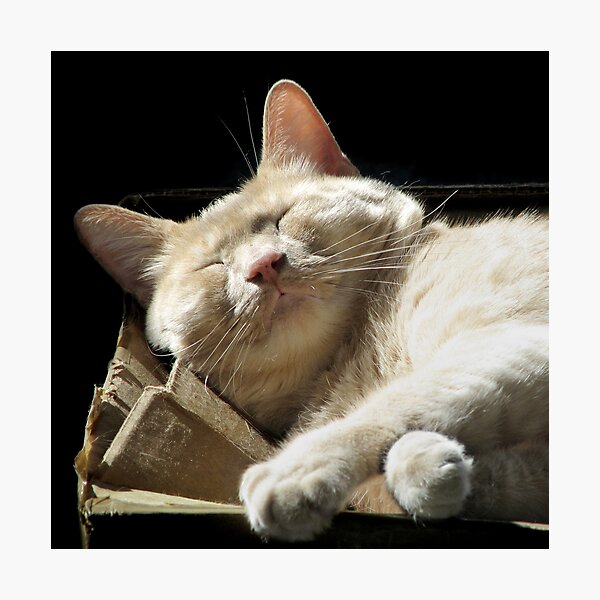 Funny Face Photographic Print