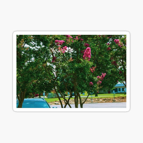 Crepe Myrtle XII Sticker