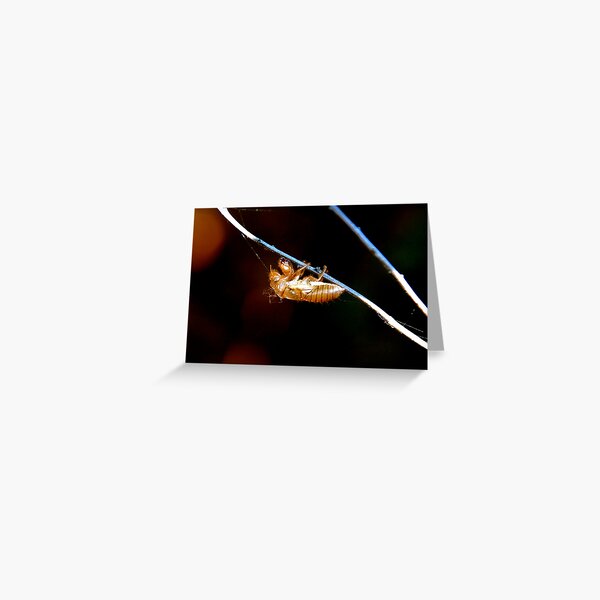 Cicada Exuvia. Marrickville N.S.W. Greeting Card