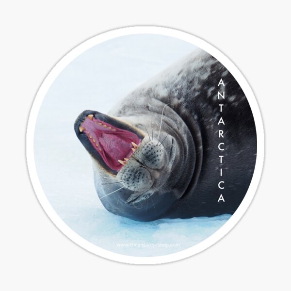 Weddell on Ice Sticker