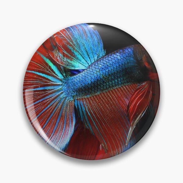 Item preview, Betta fish show designed and sold by greengoodnich.
