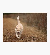 Gumbo on Brown Grass Photographic Print