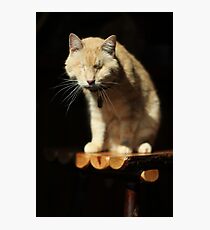 Gumbo on Stool Photographic Print