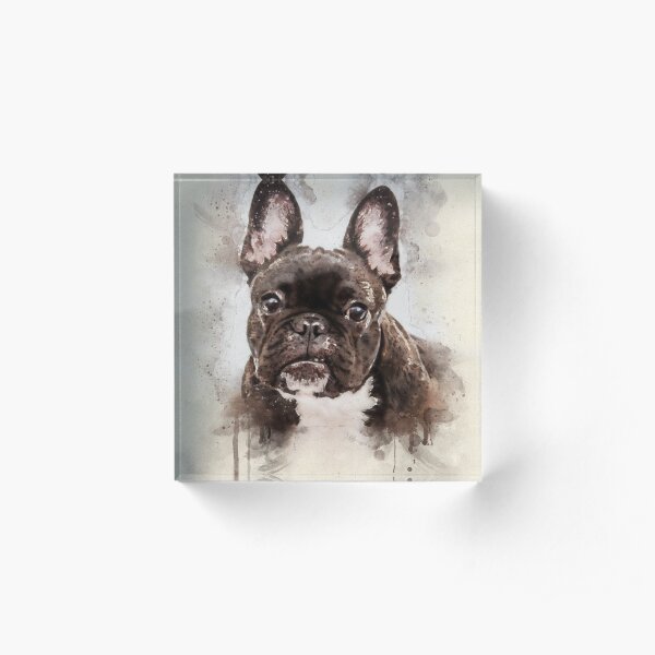 French bulldog portrait Acrylic Block