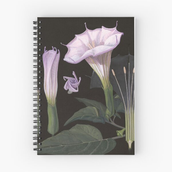 Item preview, Jimson Weed | Datura wrightii designed and sold by Shiere.