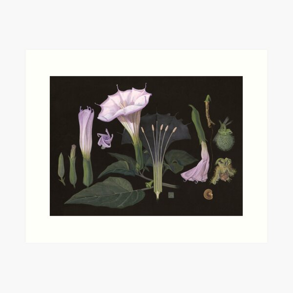 Jimson Weed | Datura wrightii Art Print