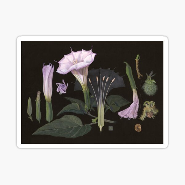 Jimson Weed | Datura wrightii Sticker