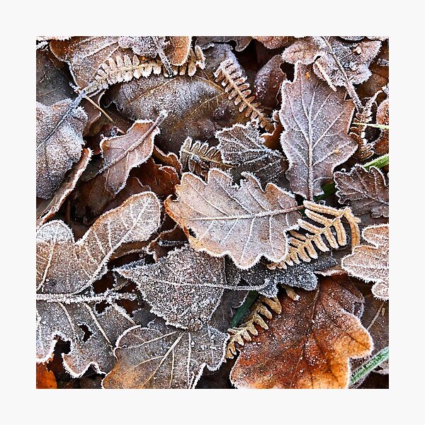 Frosted Leaves  Photographic Print