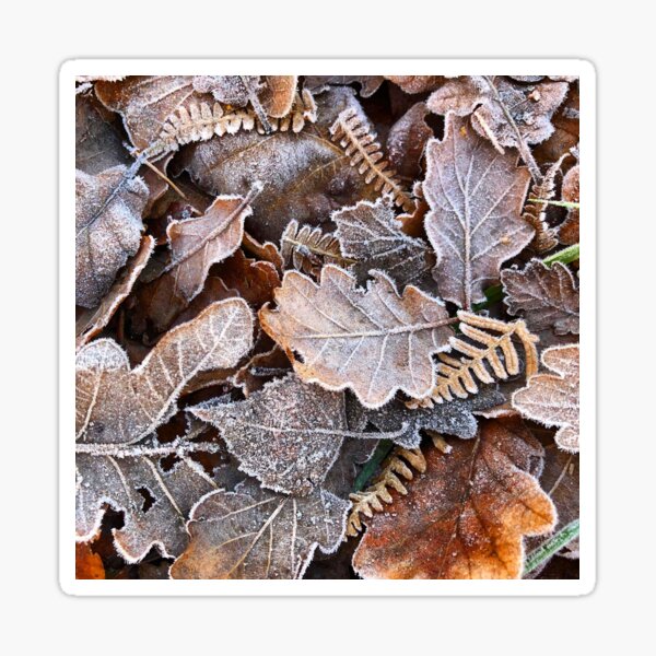 Frosted Leaves Sticker