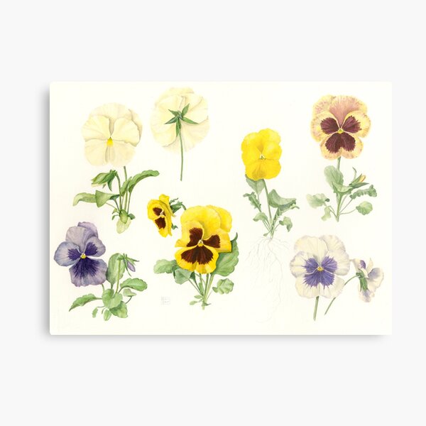 Pansies | Viola Metal Print
