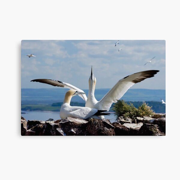 Item preview, Northern Gannets (Morus bassanus) designed and sold by Chris McIlreavy.