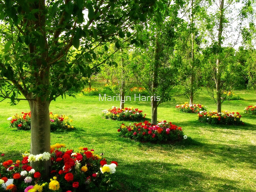 "Spring Flowers Hunter Valley Gardens" by Marilyn Harris Redbubble