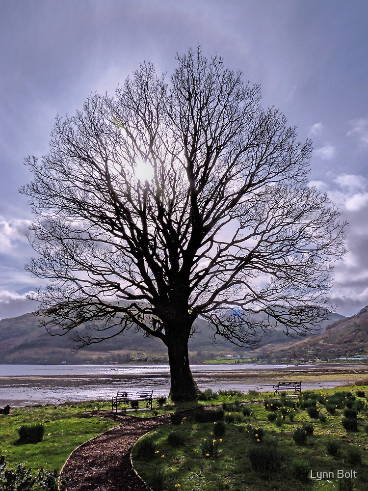 the-plane-tree-by-lynn-bolt-redbubble