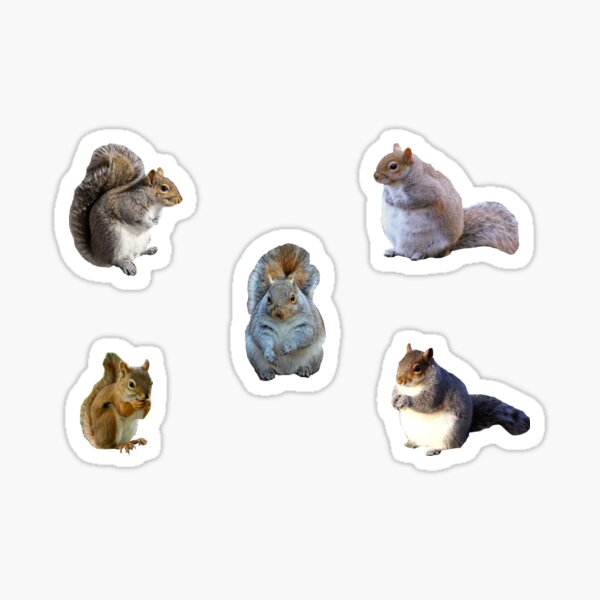 Fat Squirrel Pack Sticker