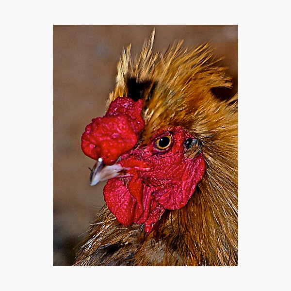 Rooster Portrait Photographic Print