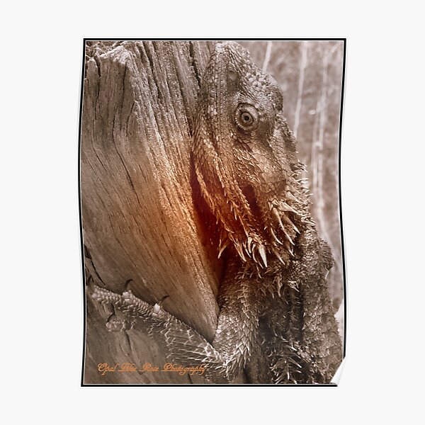 AUSTRALIAN DRAGON LIZARD Poster