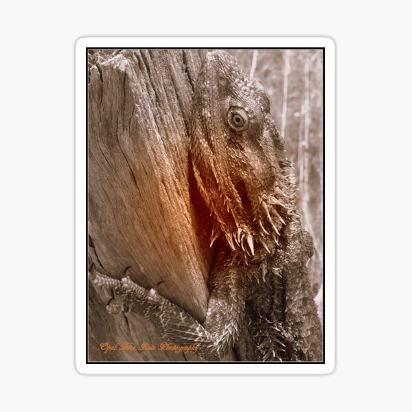 AUSTRALIAN DRAGON LIZARD Sticker