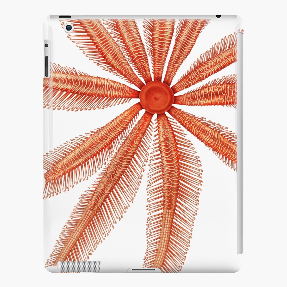 Marine Life- Brisingidae starfish illustration iPad Case & Skin