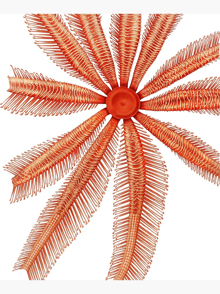 Marine Life- Brisingidae starfish illustration by webcaff-design