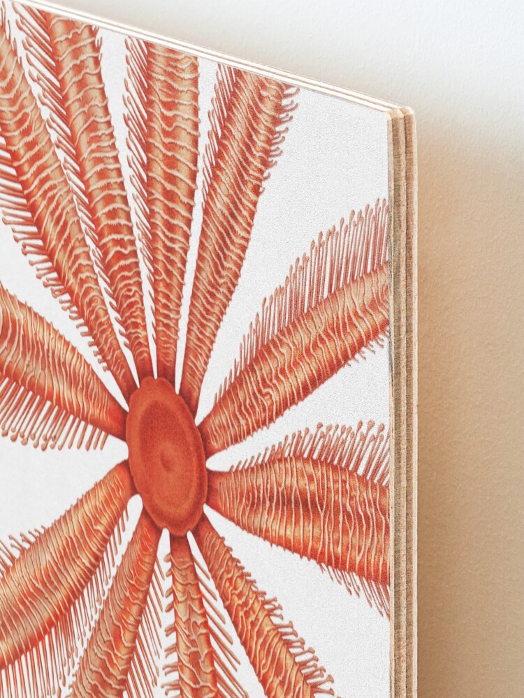 Alternate view of Marine Life- Brisingidae starfish illustration Mounted Print