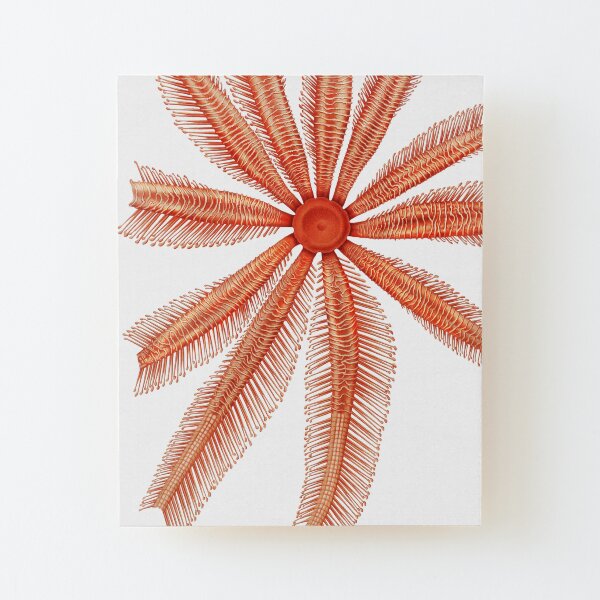 Marine Life- Brisingidae starfish illustration Wood Mounted Print