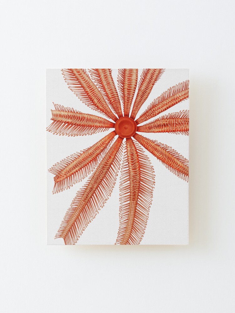 Alternate view of Marine Life- Brisingidae starfish illustration Mounted Print