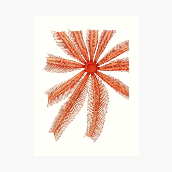 Marine Life- Brisingidae starfish illustration Art Print