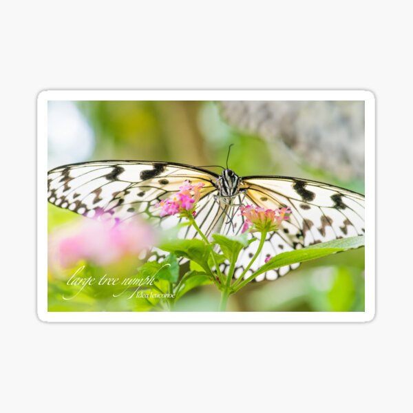 Item preview, Cute butterfly landing on the tiny flower designed and sold by tank200bar.