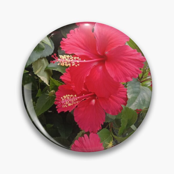 Item preview, Triplet red hibiscus flowers at my garden designed and sold by basitcv.
