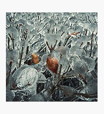 F R O Z E N Photographic Print