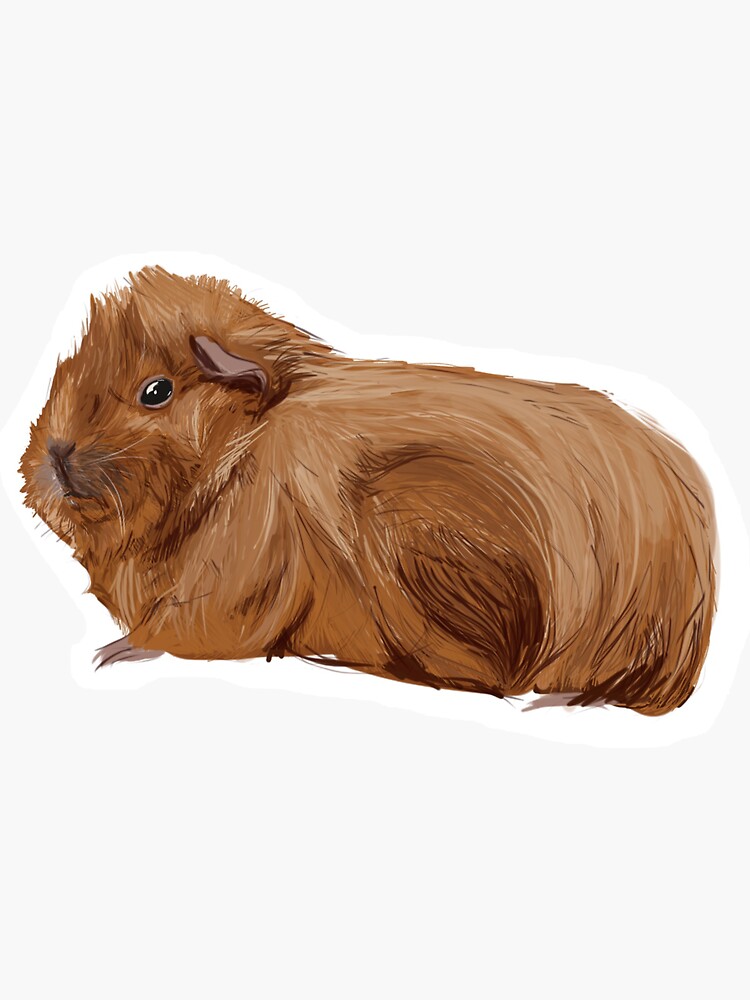 "Nibbles the guinea pig " Sticker for Sale by MarthaArt Redbubble