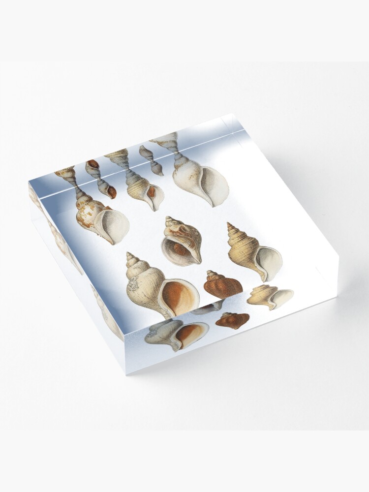 Alternate view of White Molluscs of the Northern Seas Acrylic Block