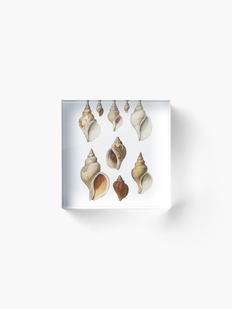 Alternate view of White Molluscs of the Northern Seas Acrylic Block