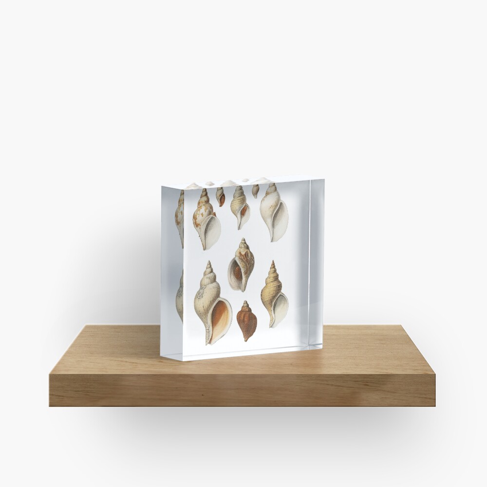 White Molluscs of the Northern Seas Acrylic Block