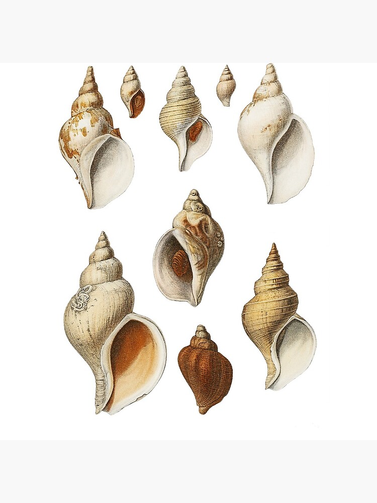 White Molluscs of the Northern Seas by webcaff-design
