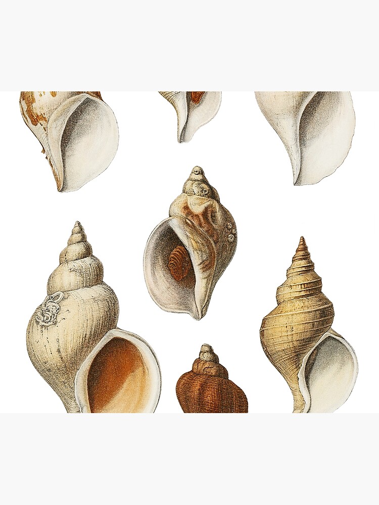 White Molluscs of the Northern Seas by webcaff-design