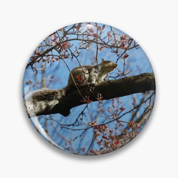 Item preview, Ardilla de Central Park designed and sold by Magic-Moon.