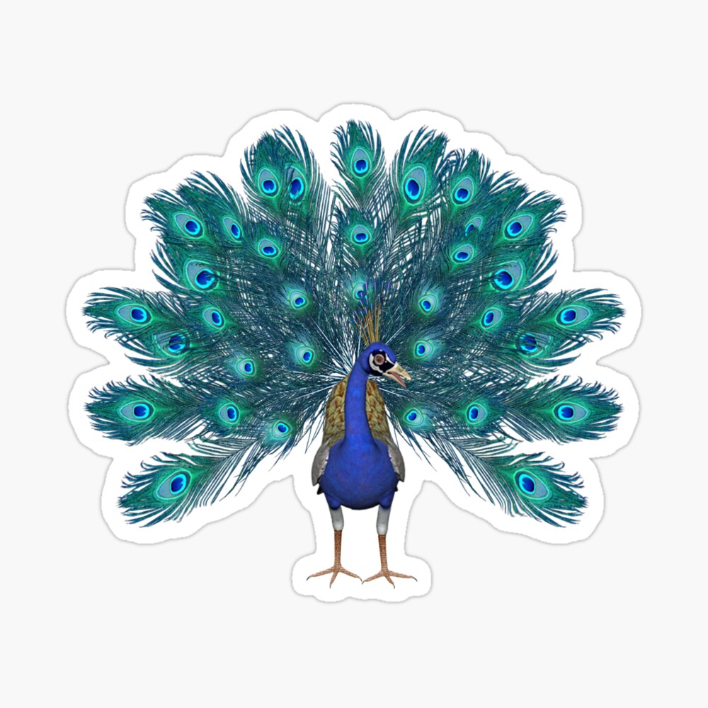 Strong peacock