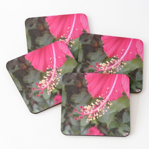 Item preview, tallo y semilla de flor de hibisco designed and sold by basitcv.