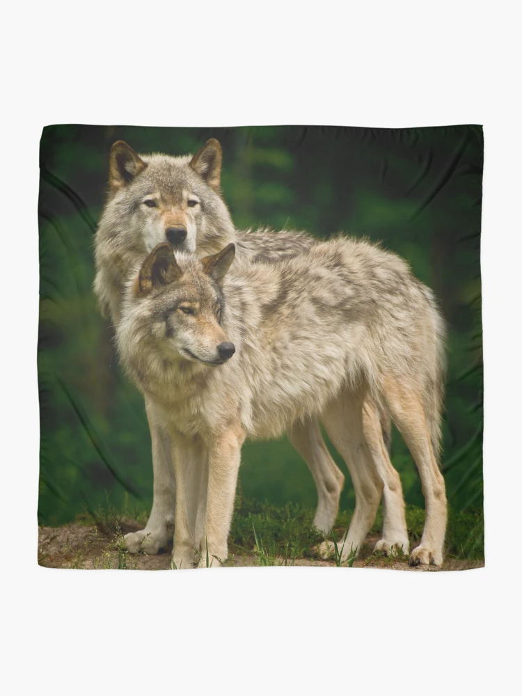 Thumbnail 2 of 3, Scarf, Timber Wolves designed and sold by WolvesOnly.